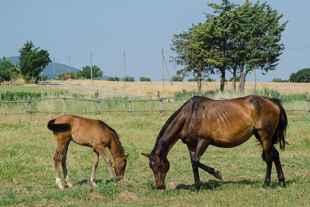 Bio Agriturismo Il Melograno Di Banditella Ristorante 알베레세 외부 사진